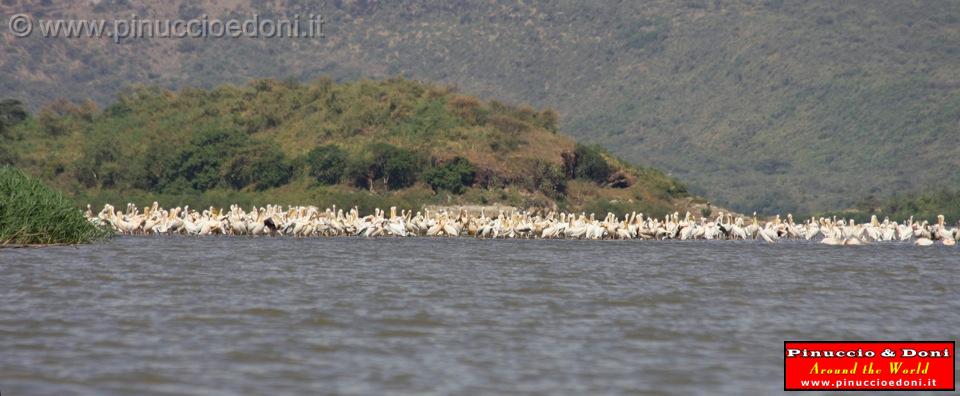 Ethiopia - Lago Chamo - Pellicani - 01.jpg